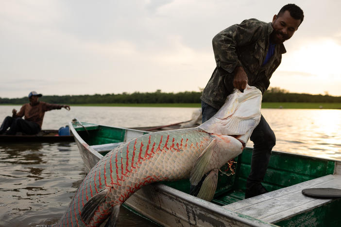 A riverside fisherman pulls a captured pirarucu into his canoe in Lake Amanã on Nov. 15.