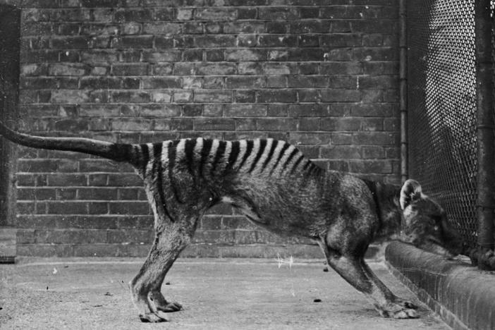 A thylacine or 'Tasmanian tiger' in captivity, circa 1930. These animals are thought to be extinct, since the last known wild thylacine was shot in 1930 and the last captive one died in 1936.