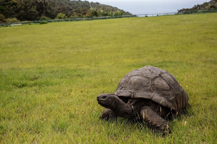 Jonathan chills on the lawn of Plantation House, the residence of the governor of St. Helena, in October 2017. The world's oldest tortoise is celebrating what is believed to be his 190th birthday this year.