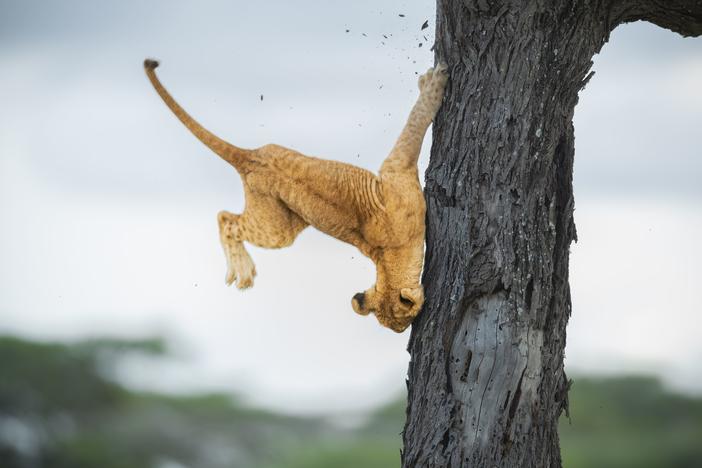 Jennifer Hadley's overall winning photo of a 3-month-old cub tumbling out of a tree.