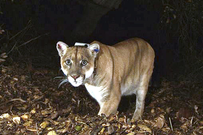 The mountain lion known as P-22, photographed in November 2014 in the Griffith Park area near downtown Los Angeles, is undergoing health evaluations after being captured on Monday.