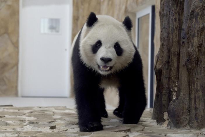 Thuraya, the female Panda sent by China to Qatar as a gift for the World Cup, walks in a shelter at the Panda House Garden in Al Khor, near Doha, Qatar.