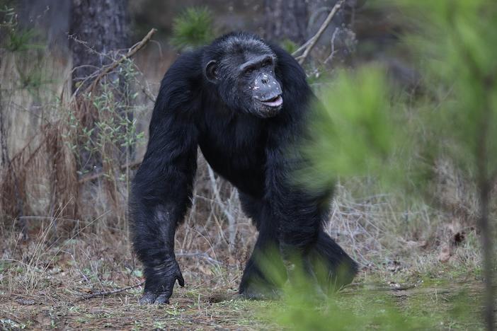 A chimp walks at Chimp Haven in Louisiana. A federal judge has ruled that the NIH violated the law when it chose not to move former research chimpanzees in New Mexico to the sanctuary.