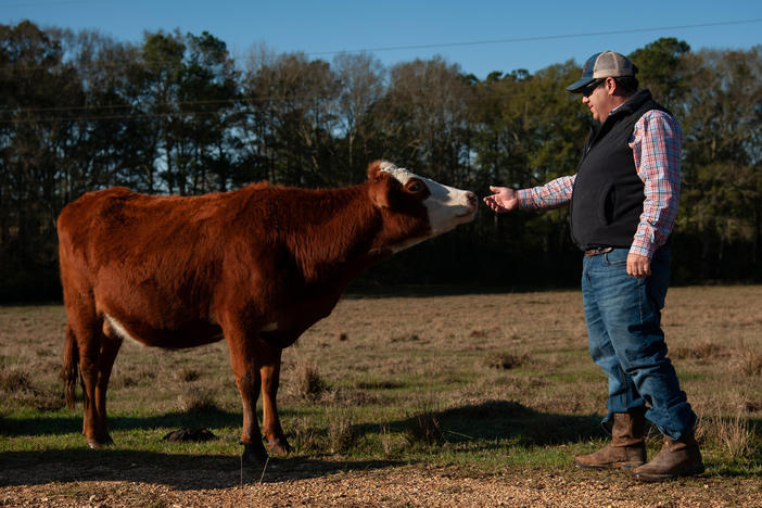 Andy Berry approaches one of his cows at his farm in New Hebron, Miss., on Dec. 16, 2022.