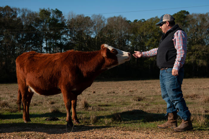 Andy Berry approaches one of his cows at his farm in New Hebron, Miss., on Dec. 16, 2022.