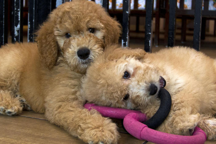 Puppies play in a cage at a pet store in Columbia, Md., in 2019. New York has become the latest state to ban the sale of cats, dogs, and rabbits in pet stores in an attempt to target commercial breeding operations. Maryland banned such sales in 2020.