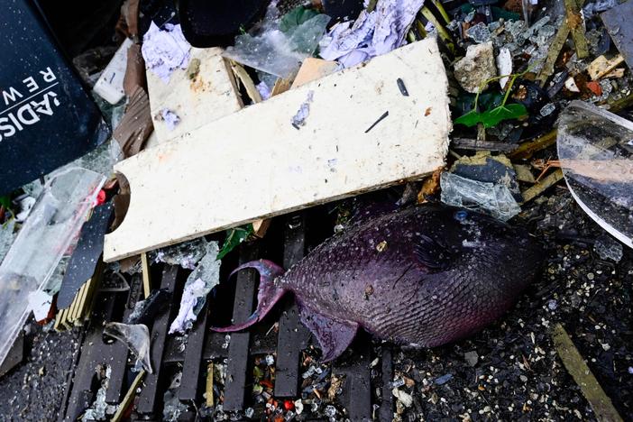 A dead fish is seen among debris in front of the Radisson Blu hotel in Berlin, where a huge aquarium located in the hotel's lobby burst on Friday. Berlin police said on Twitter that as well as causing "incredible maritime damage", the incident left two people with injuries from glass shards.