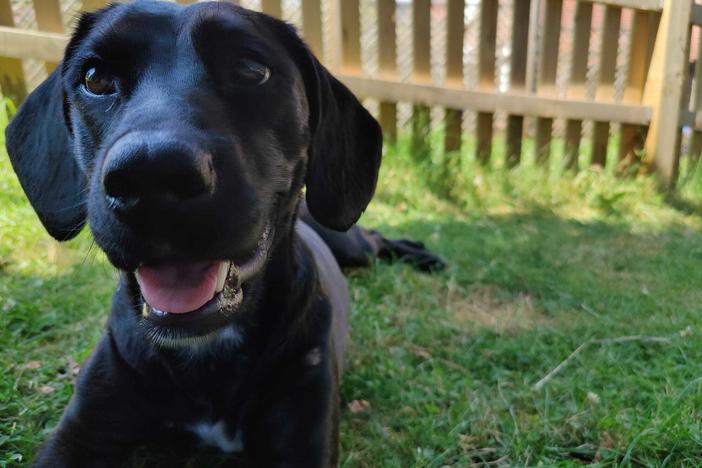 Bluebell, seen here in England, was boarded onto the wrong flight earlier this month, sending her to Saudi Arabia rather than Tennessee.