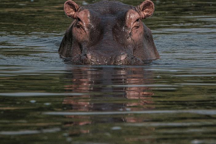 A hippopotamus recently attacked a boy in Uganda — and the boy survived, after a bystander took action, police say. Here, a hippo is seen in the Victoria Nile near Murchison Falls in northwest Uganda.