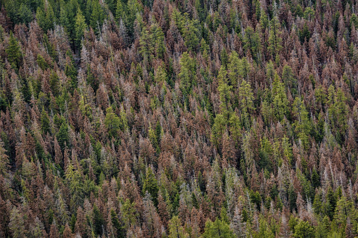 Tree health specialists scan forests, looking for fir trees that have turned red, which indicates that they are dead.