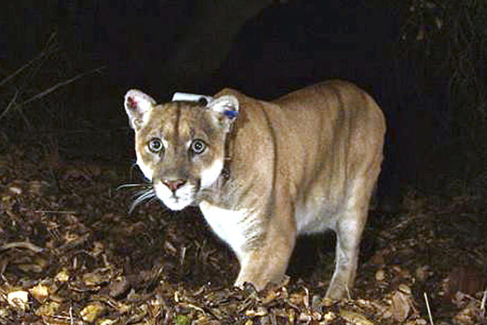 P-22, pictured in the Griffith Park area near downtown Los Angeles in 2014, has been euthanized, officials said Saturday.