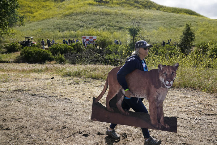 A volunteer carries a cardboard cutout of mountain lion P-22 during the groundbreaking ceremony for the Wallis Annenberg Wildlife Crossing in Agoura Hills, Calif., in April.