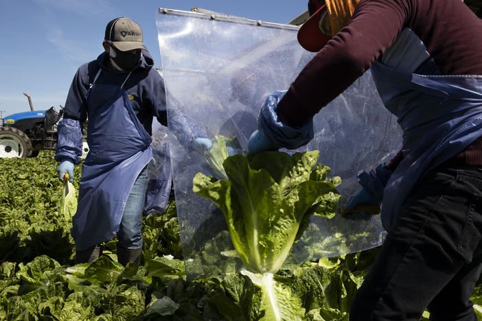Farm laborers working with an H-2A visa harvest romaine lettuce on a machine with heavy plastic dividers that separate workers from each other on April 27, 2020, in Greenfield, Calif.