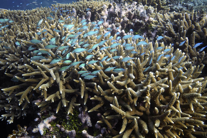 Australia's Great Barrier Reef is being hit hard by climate change, but new research is showing how some corals are more resilient to heat.