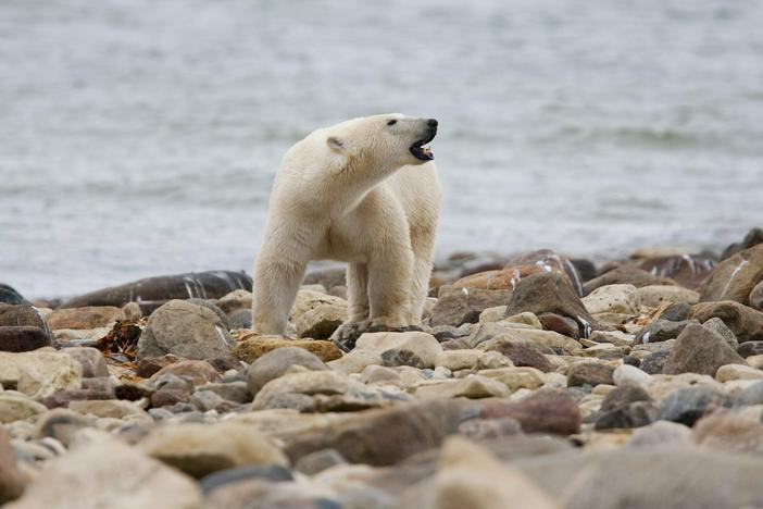 A polar bear walks along the shore of Hudson Bay near Churchill, Manitoba, on Aug. 23, 2010. Polar bears in Canada's Western Hudson Bay — on the southern edge of the Arctic — are continuing to die in high numbers, a new government survey released Thursday found.