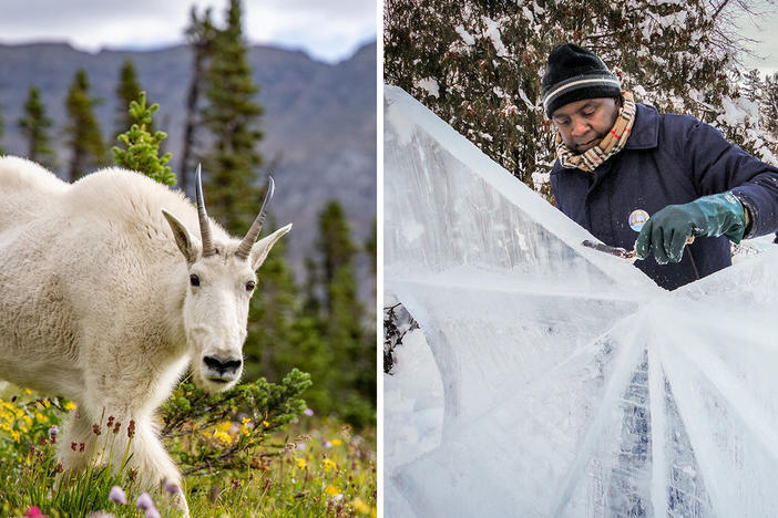 Two of our favorite hidden gems feature goats who take no guff and an ice sculptor from Kenya who defied skeptics.