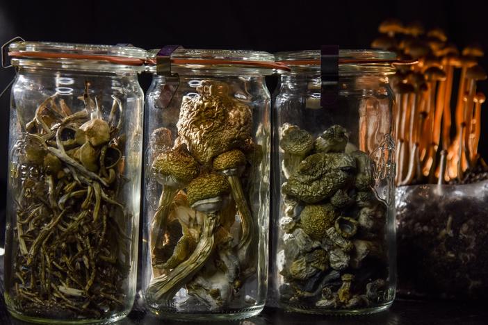 A Washington, D.C., resident has an operation growing psilocybin mushrooms. Brain researchers are increasingly studying psychedelic compounds like psilocybin and LSD as potential treatments for anxiety, depression and other disorders.