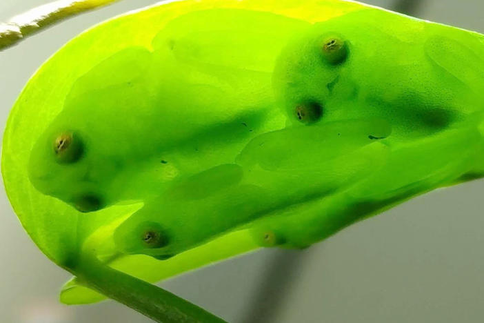 A group of glassfrogs sleeping together upside down on a leaf, showing their camouflage.