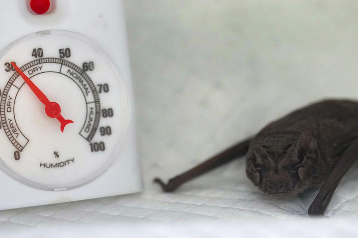 A Mexican free-tailed bat hangs out in an incubator after getting some fluids.