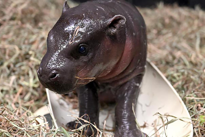 Christmas came early to the Metro Richmond Zoo with the gift of a pygmy hippo calf.