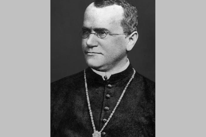 Gregor Johann Mendel (1822 - 1884) the priest and botanist whose work laid the foundation of the study of genetics.