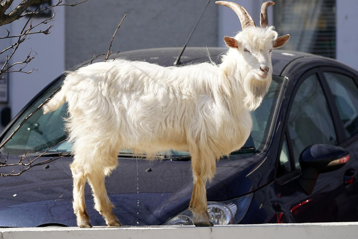 There's no debate about this GOAT.