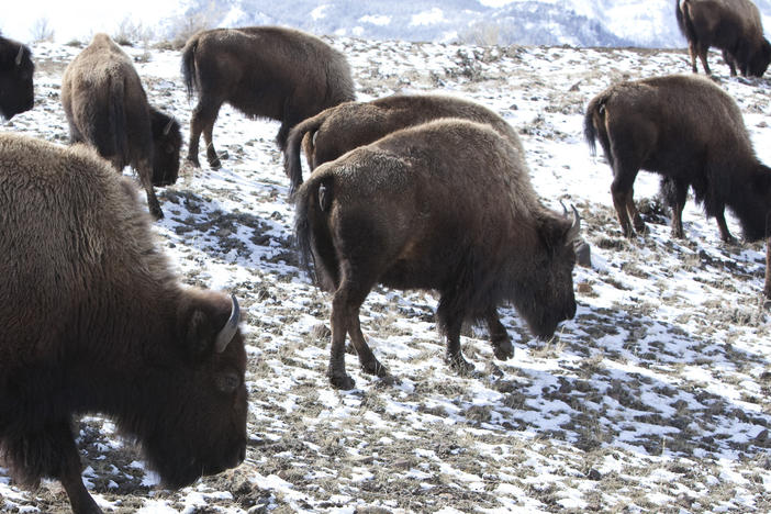 Bison roam outside Yellowstone National Park in Gardiner, Mont., on March 17, 2011. Thirteen bison were killed or had to be euthanized after their herd was struck by a semi-truck involved in an accident with two other vehicles on a dark Montana highway just outside Yellowstone National Park, authorities said Friday, Dec. 30, 2022.
