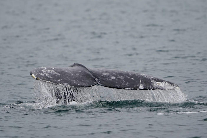 Thrilled whale watchers caught a rare glimpse into the first moments of life for a newborn gray whale.