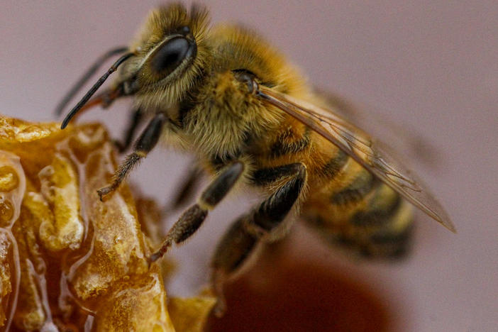 A bee feeds on honey from a honeycomb at a beekeeper's farm in Colina, on the outskirts of Santiago, Chile, Monday, Jan. 17, 2021.