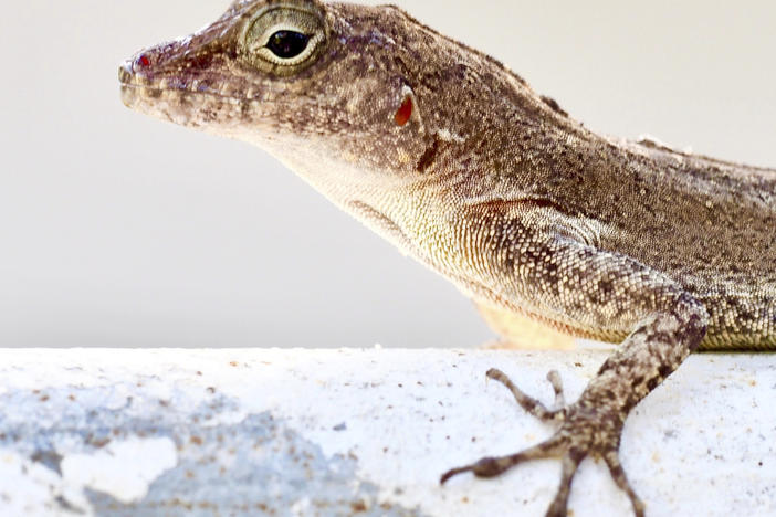 An Anolis cristatellus lizard stands on a gate in Rincon, Puerto Rico, on Nov. 22, 2018.