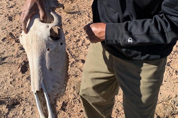 A skull of a horse that was apparently shot on a patch of desert bordering the Navajo Nation in Utah.