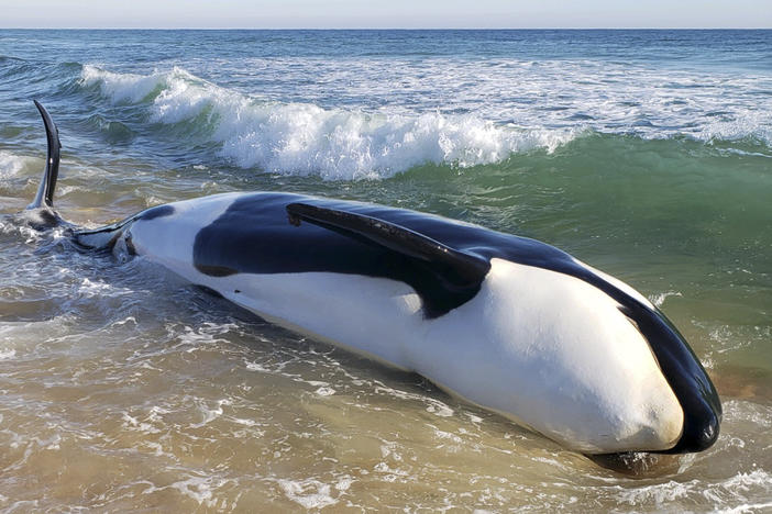 A killer whale, measuring more than 20 feet, died after beaching itself in Palm Coast, Fla., on Wednesday, authorities said.