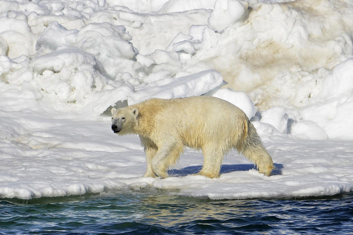 In this June 15, 2014, photo released by the U.S. Geological Survey, a polar bear dries off after taking a swim in the Chukchi Sea in Alaska. A polar bear has attacked and killed two people in a remote village in western Alaska, according to state troopers who said they received the report of the attack on Tuesday.