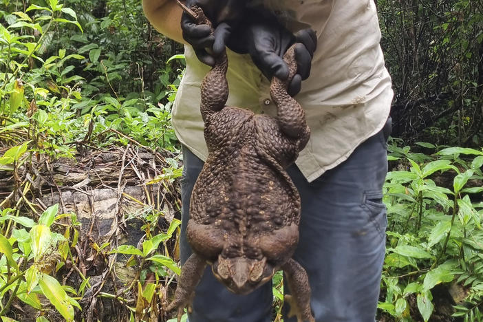 Kylee Gray, a ranger with the Queensland Department of Environment and Science, holds a giant cane toad on Jan. 12 near Airlie Beach, Australia. The toad weighed 5.95 pounds.