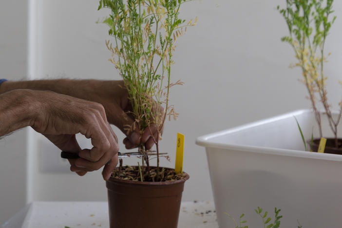 ICARDA lab employee Bilal Inaty cuts a lentil plant in order to test it for various diseases at the ICARDA research station in the village of Terbol in Lebanon's Bekaa valley, on Dec. 21, 2022.