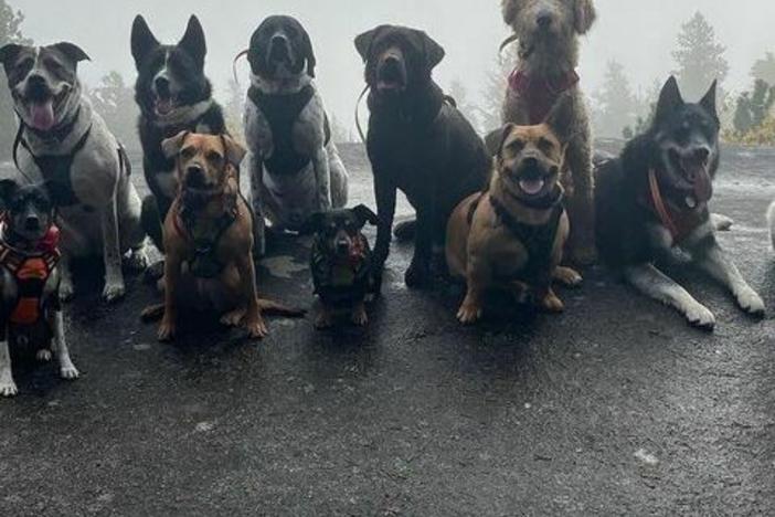 The Thompsons originally started posting on social media to keep their customers updated on the adventures their dogs go on.