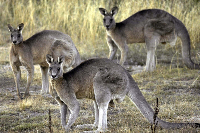 Grey kangaroos feed on grass near Canberra, Australia, March 15, 2008. A bill that would ban the sale of kangaroo parts has been introduced in the Oregon Legislature, taking aim at sports apparel manufacturers that use leather from the animals to make their products.