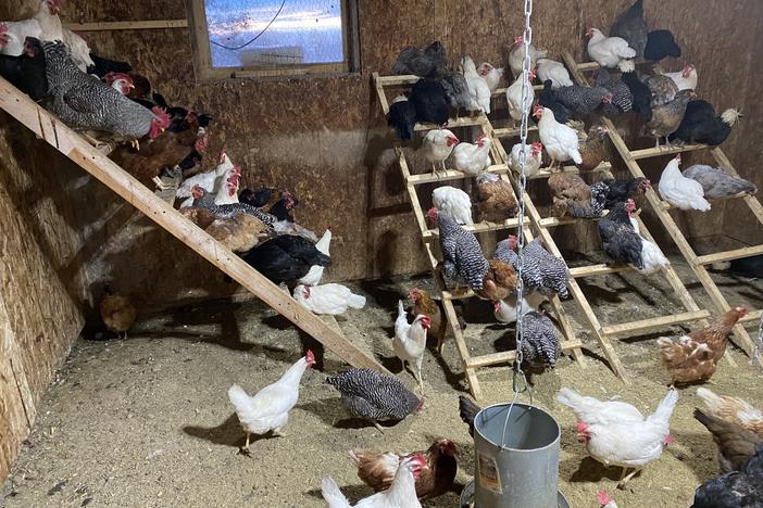 In one of the chicken coops on Back Forty Farms in Nampa, Idaho, the chickens come in for feeding time.