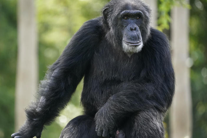 A chimpanzee looks out of his enclosure as visitors trickle into Zoo Miami, Tuesday, Sept. 15, 2020, in Miami.