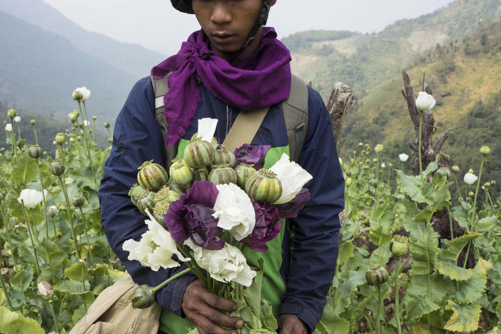 A member of Pat Jasan, a grassroots organization motivated by their faith to root out the destructive influence of drugs, holds poppies as his group slashes and uproots them from a hillside, in Lung Zar village, northern Kachin State, Myanmar on Feb. 3, 2016.