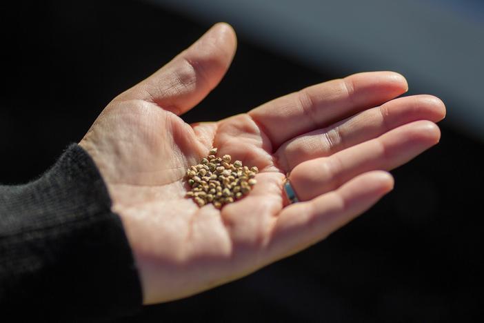 Seeds are seen as students at Eucalyptus Elementary School in in Hawthorne, Calif., learn to plant a vegetable garden on March 13, 2019. The U.S. supply of native seeds is currently too low to respond to climate change-related events, a new report finds.