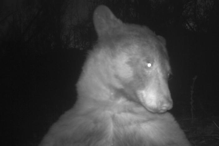 A black bear takes a "selfie" on Nov. 24, 2022, in Boulder, Colo. The image was captured on a motion-sensing camera, which was installed so that officials could track, learn about and protect wildlife.