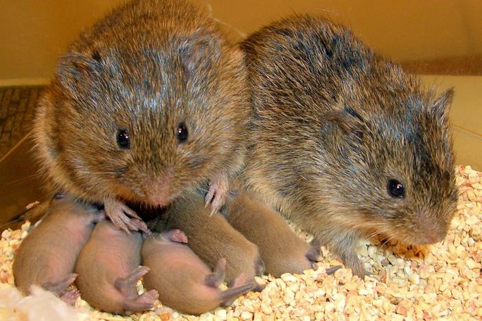 Prairie voles mate for life and are frequently used to study human behavior.
