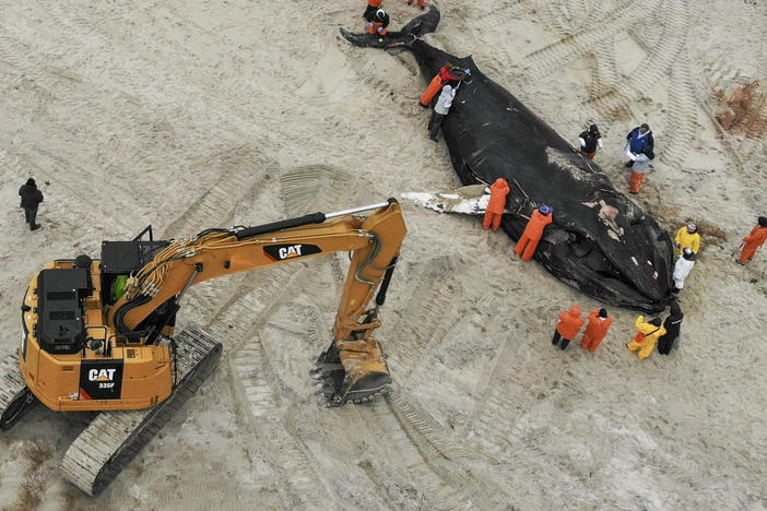 People work around the carcass of a dead whale in Lido Beach, N.Y., Tuesday, Jan. 31, 2023.