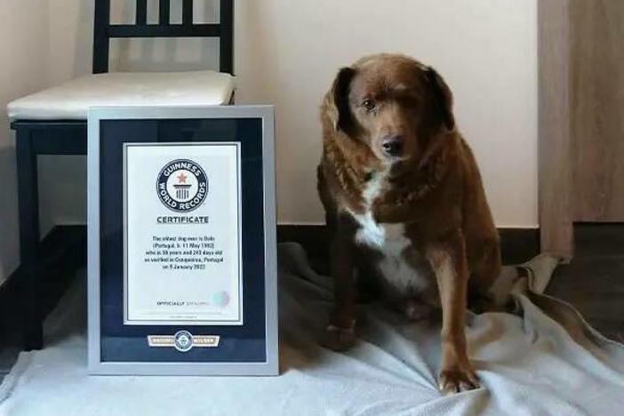 Bobi, a 30-year-old livestock guardian dog from Portugal, evaded death when he was born. Today, he is considered the world's oldest dog ever.