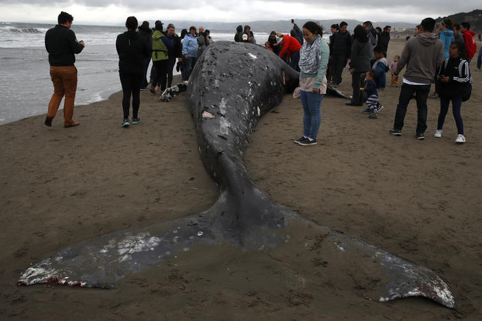 People look at a dead gray whale at Ocean Beach in San Francisco, Calif., in May 2019, a year when 122 gray whales died in the U.S., according to the National Oceanic and Atmospheric Administration. Last year, 47 of the whales died.