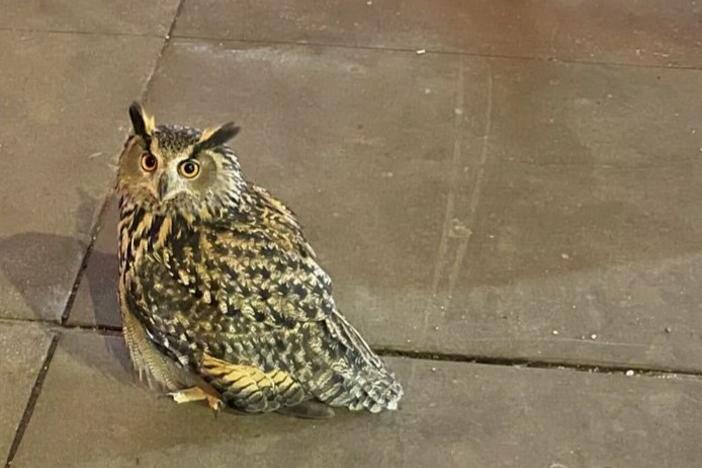 Flaco, a Eurasian eagle owl who escaped from Central Park Zoo, is seen on the sidewalk on 5th Avenue in New York City Thursday night.