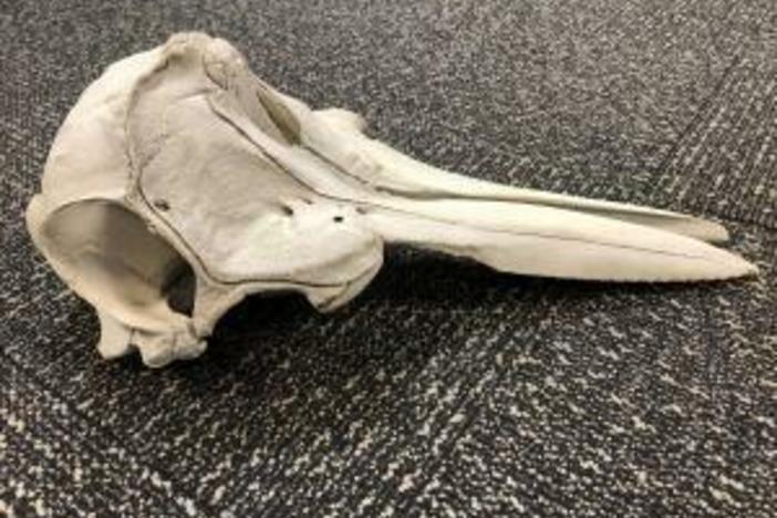 U.S. Customs and Border Protection found the skull of a young dolphin in someone's luggage in the Detroit Metropolitan Airport last week, CBP said.