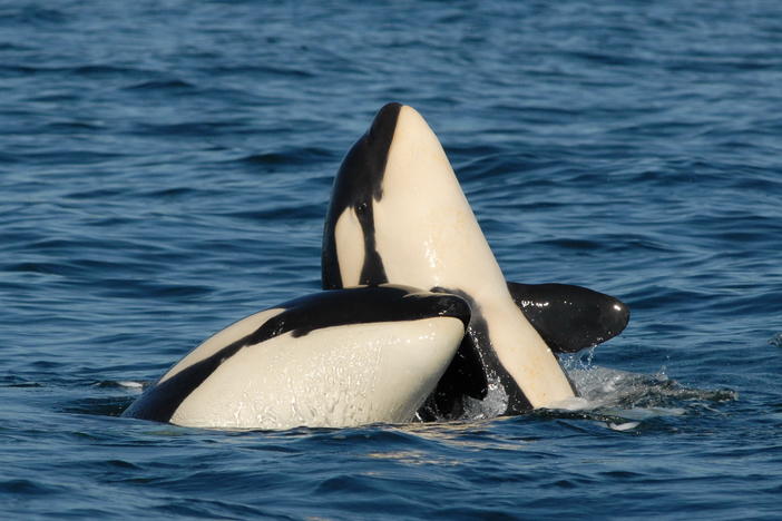 A new study finds that orca mothers still feed their adult sons. It's a bond that may come with costs, researchers say.