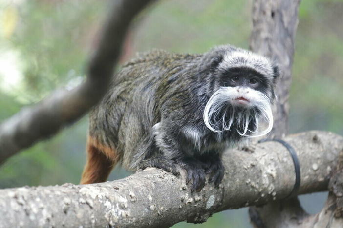 This photo provided by the Dallas Zoo shows an emperor tamarin that lives at the zoo. Two of the monkeys were taken Jan. 30 from the zoo, the latest in a string of odd incidents at the attraction that are being investigated.